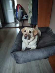 Кокос - собака-проводник